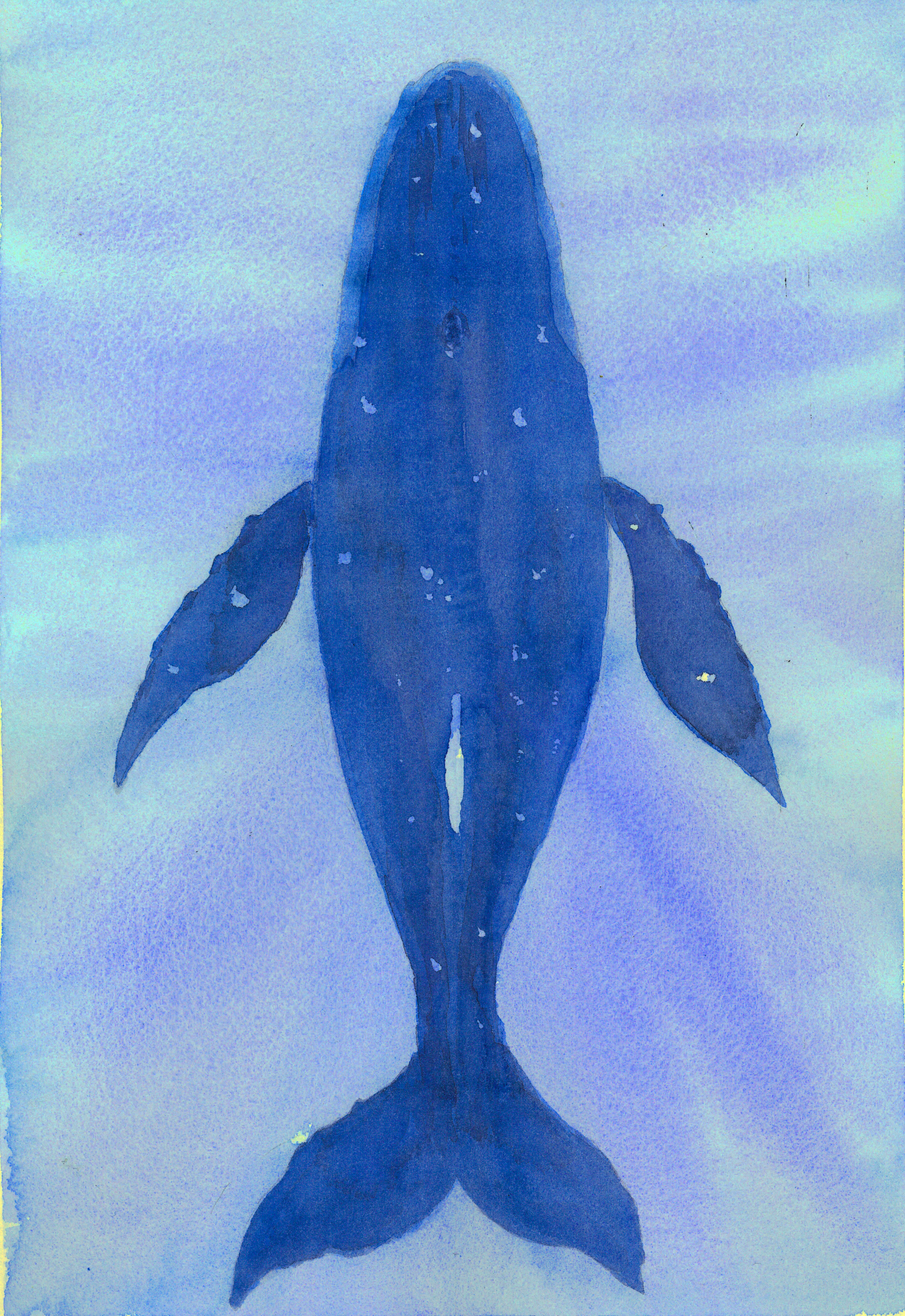 La grande baleine